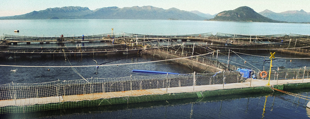 La salmonicultura, una amenaza para los océanos del sur de nuestro país.